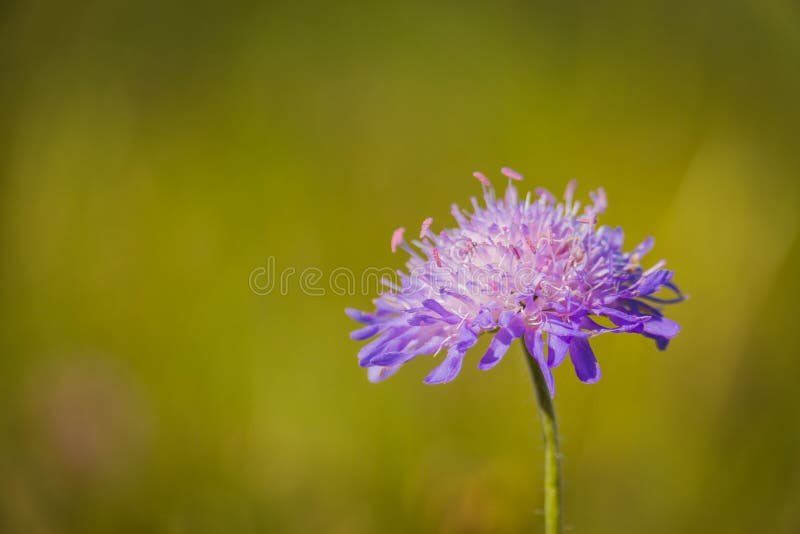 Fleur violette sauvage image stock. Image du centrale - 112335657