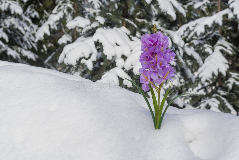 Fleur Violette Sur Neige Blanche Et Sur Fond De Sapins Verts Image stock -  Image du centrale, hiver: 217672535