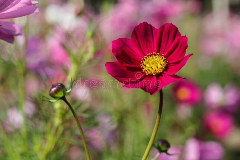 Fleur vive de cosmos rouge photo stock. Image du nature - 39159766