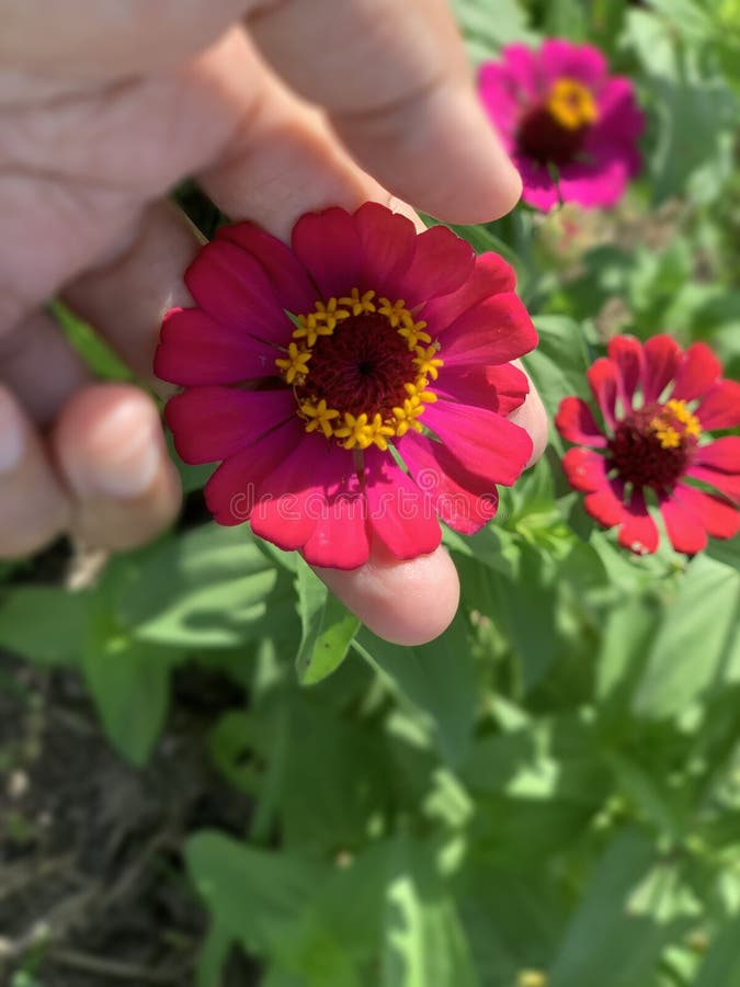 Fleur à main. personne tenant la fleur de zinnia rouge dans avait sur les feuilles vertes arrière-plan du jardin. concept de soins images stock