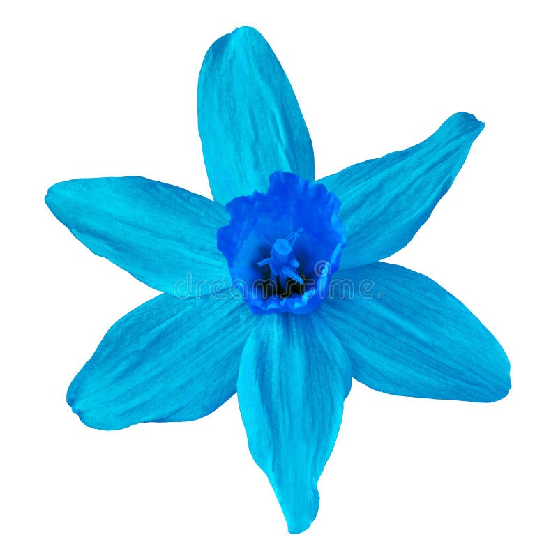 Fleurissez Le Narcisse Bleu Cyan D'isolement Sur Le Fond Blanc Fin De  Bourgeon Floral Vers Le Haut Élément De Conception Image stock - Image du  fille, floral: 115879363