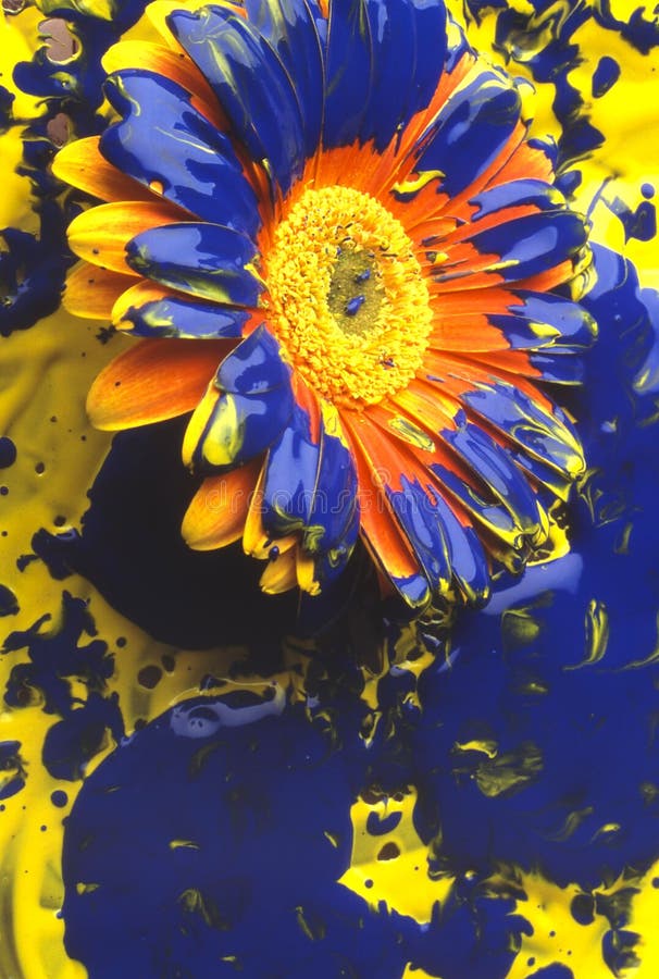 Fleurs photographie stock Fleurs photographie stock