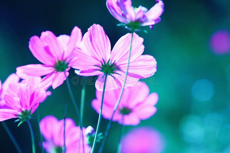 Fleurs photos stock