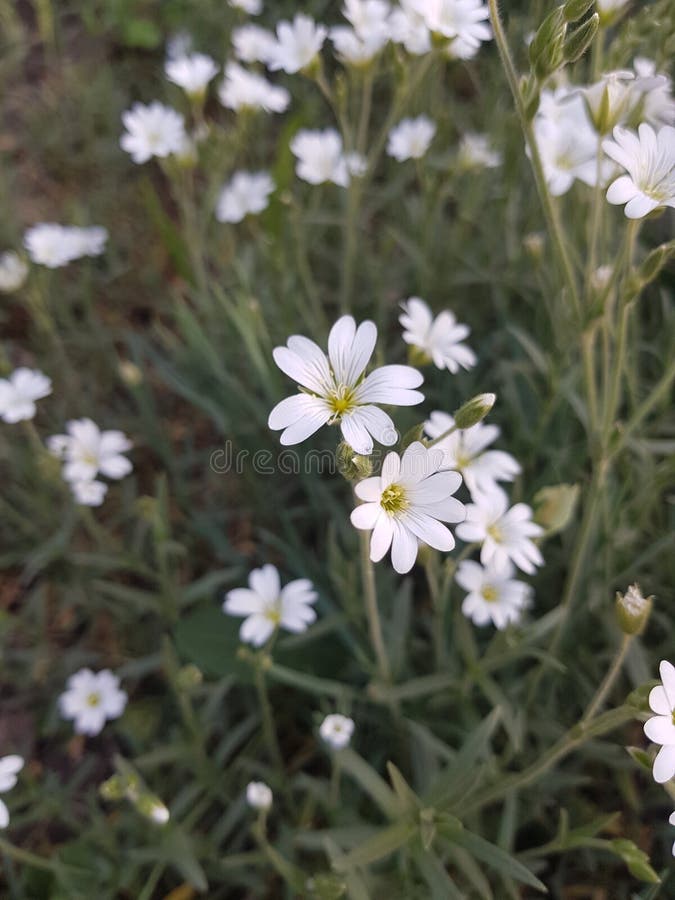 Fleurs image stock Fleurs image stock