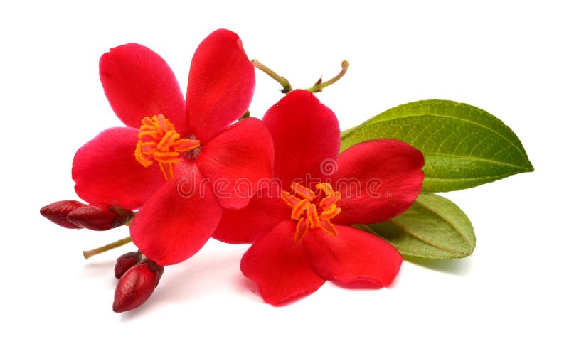  Fleurs photos libres de droits