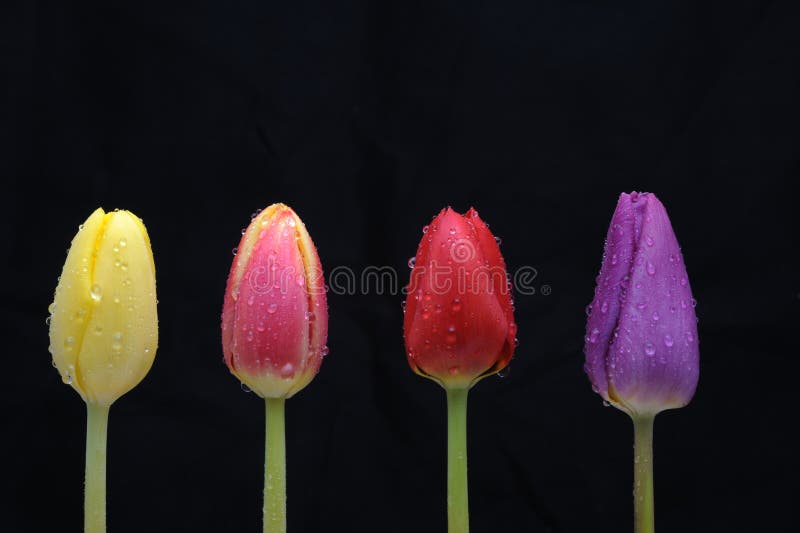 fleurs image libre de droits