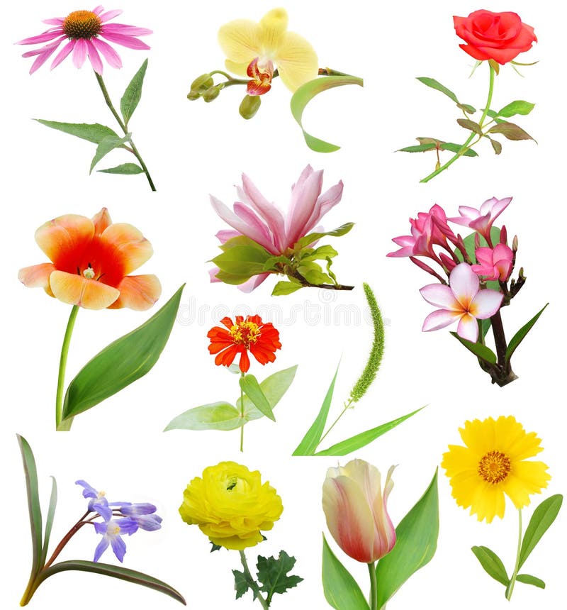 Fleurs photographie stock Fleurs photographie stock