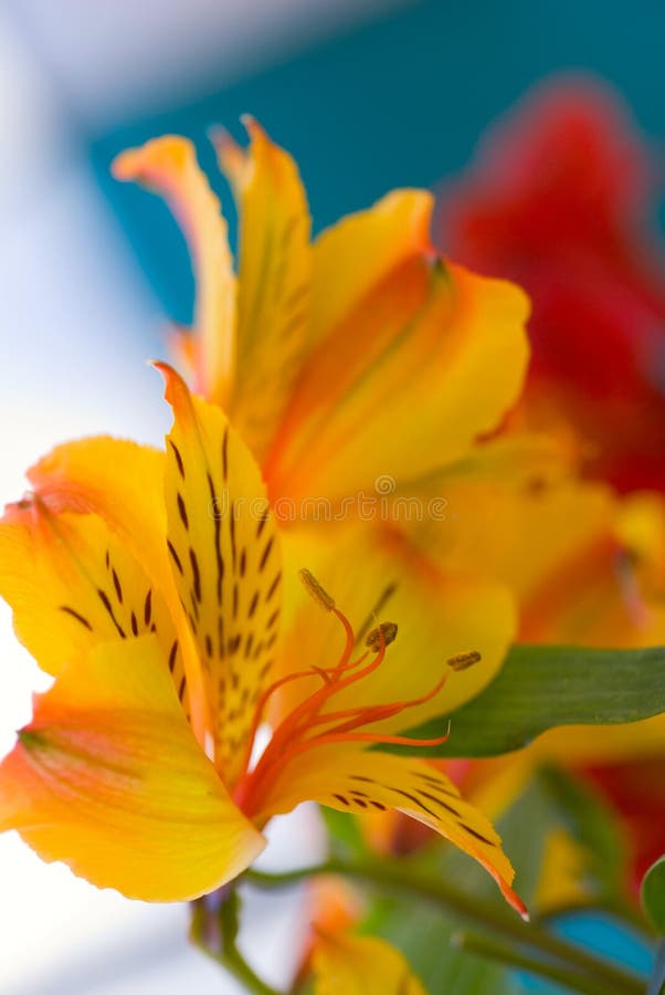 Fleurs photo stock