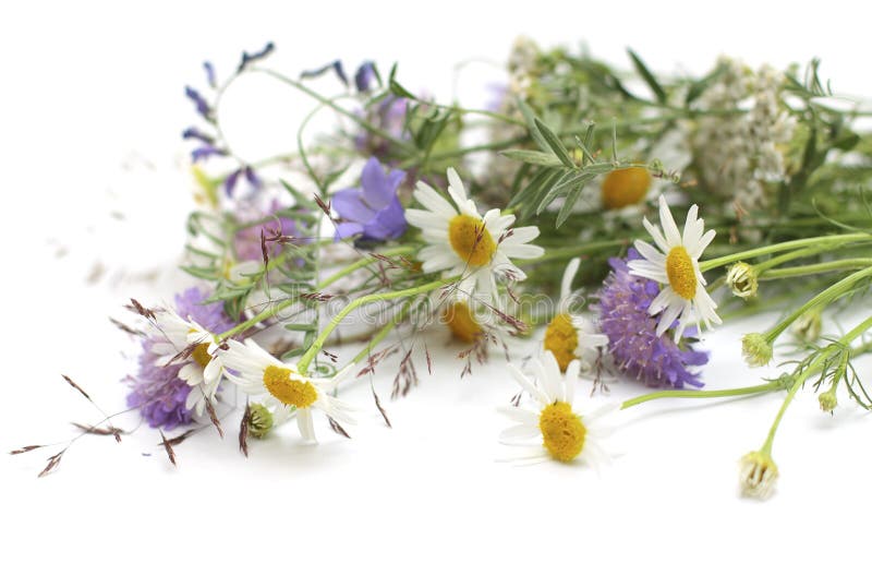 Fleurs images stock Fleurs images stock