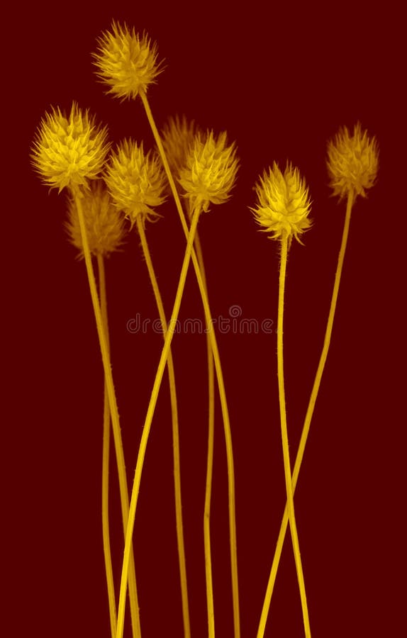 Fleurs illustration de vecteur