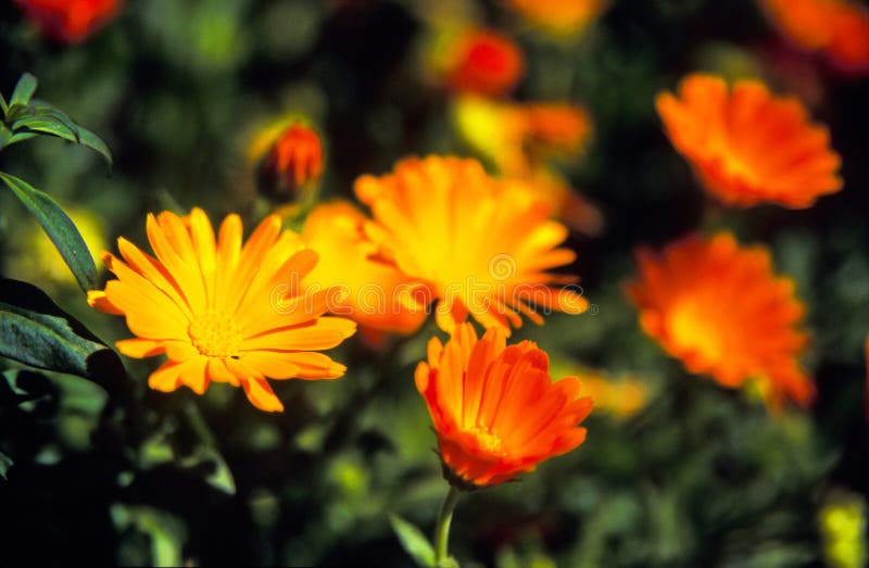 Fleurs photos libres de droits