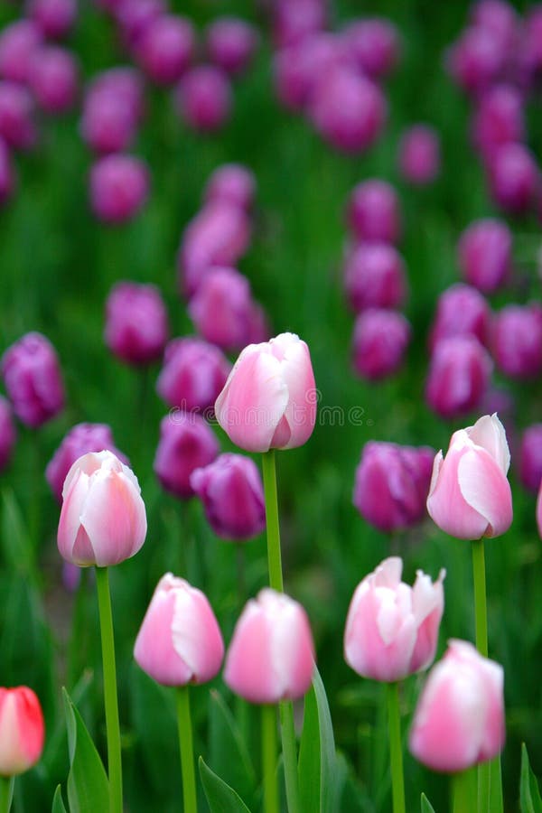 Fleurs photo stock