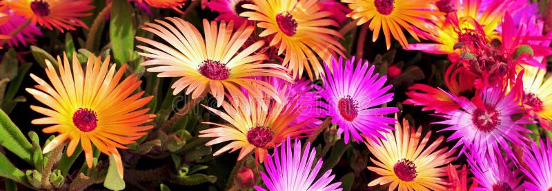 fleurs photos stock