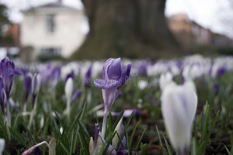 Fleurs images stock Fleurs images stock