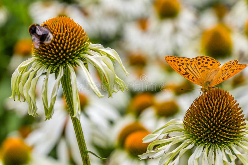 Fleurs, abeilles et papillons, Prague photo stock Fleurs, abeilles et papillons, Prague photo stock