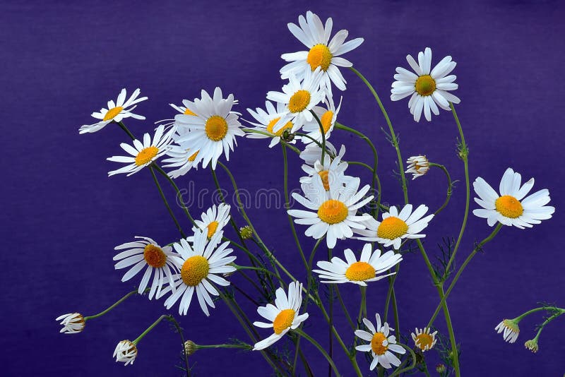 Fleurs allemandes de camomille - chamomilla de Matricaria photographie stock libre de droits Fleurs allemandes de camomille - chamomilla de Matricaria photographie stock libre de droits