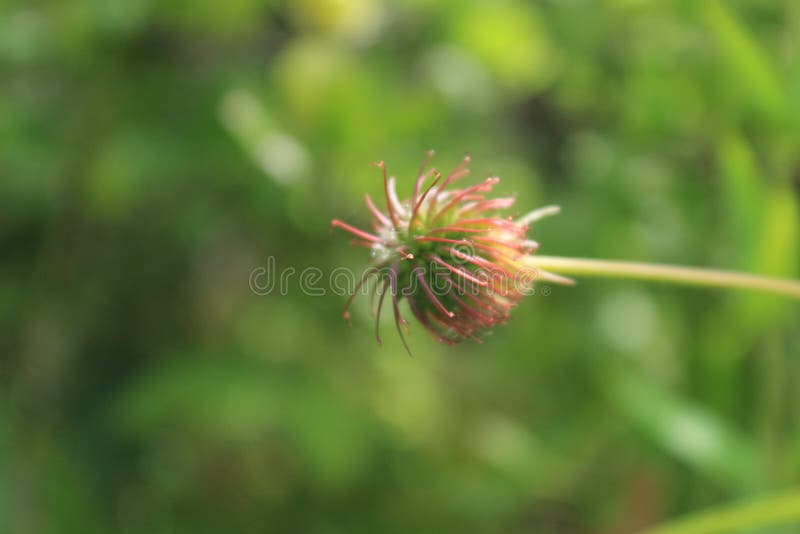 Fleurs anglaises de jardin de pays photos stock Fleurs anglaises de jardin de pays photos stock