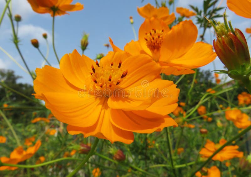 Fleurs Rouges Et Oranges De Cosmos Dans Un Jardin Photo stock - Image du  branchement, fleur: 144154430