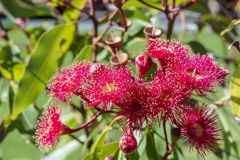 Fleurs australiennes d'eucalyptus de roses indien image stock Fleurs australiennes d'eucalyptus de roses indien image stock