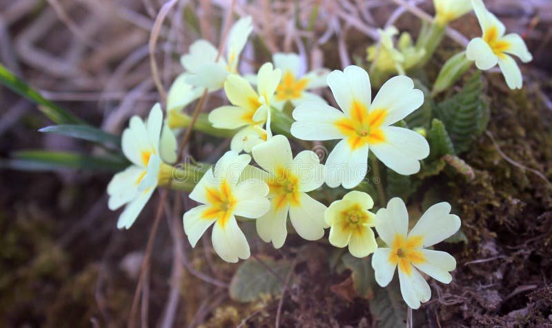 Fleurs Blanches Avec Un Coeur Jaune Image stock - Image du mariée, forêt:  143685673