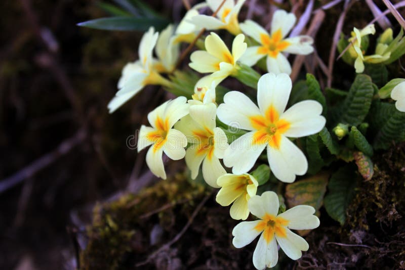 Fleurs Blanches Avec Un Coeur Jaune Image stock - Image du mariée, forêt:  143685673