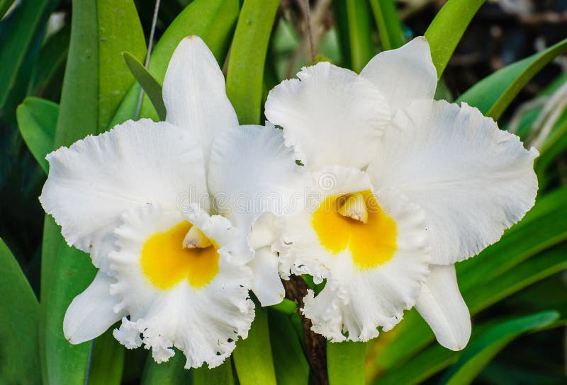Fleurs Blanches D'orchidée - Cattleya Image stock - Image du tropical,  blanc: 36652007