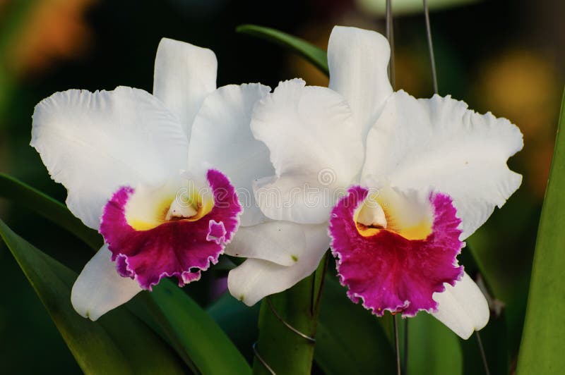 Fleurs Blanches D'orchidée - Cattleya Image stock - Image du beauté,  fragilité: 36719251