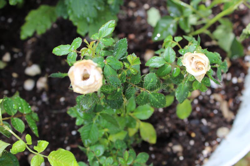 Fleurs blanches photographie stock Fleurs blanches photographie stock