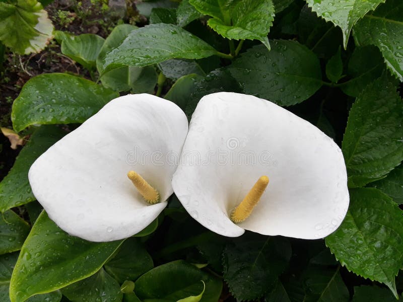 Fleurs Blanches De Calla Avec Les Feuilles Vertes épaisses Dans Des Pots De  Fleurs Sur Des Balcons Image stock - Image du jardin, fleur: 154919041