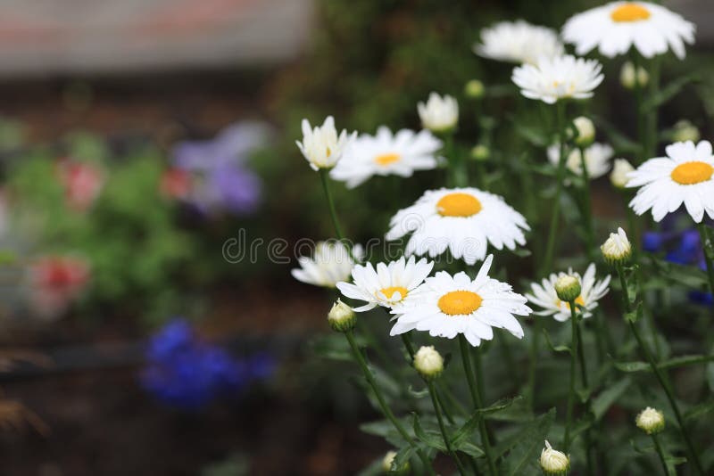 Fleurs blanches de camomille avec un centre jaune images libres de droits Fleurs blanches de camomille avec un centre jaune images libres de droits