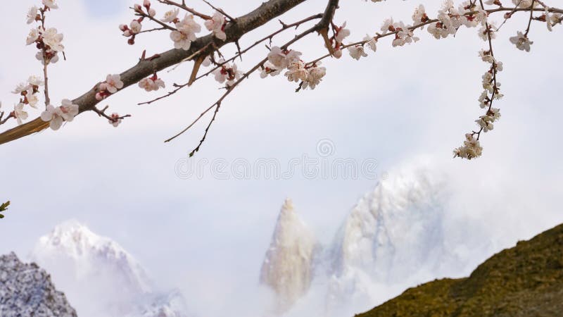 Fleurs blanches de cerise de blossum photographie stock libre de droits Fleurs blanches de cerise de blossum photographie stock libre de droits