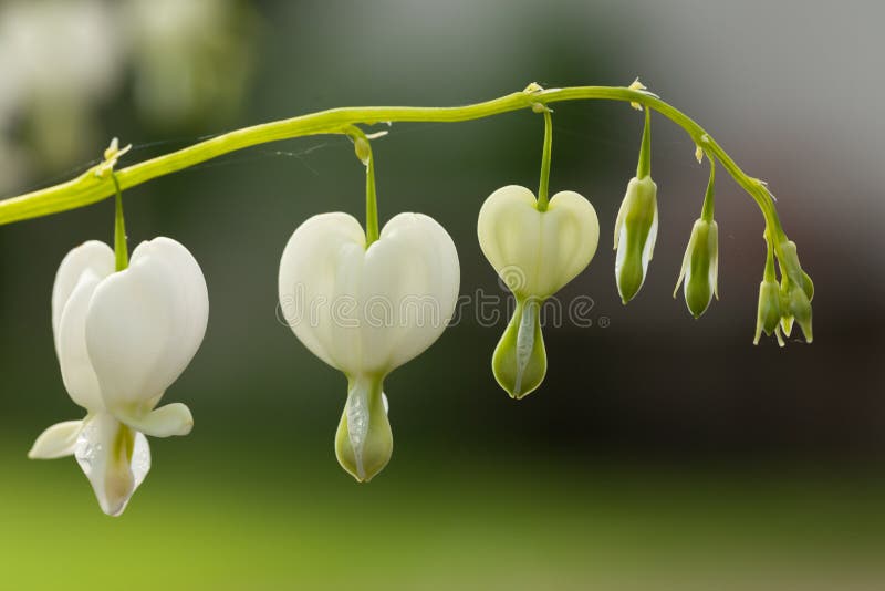 White bleeding heart flowers on blurred background. White bleeding heart flowers on blurred background