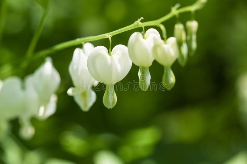 White Bleeding Hearts flowers in my beautiful home garden. White Bleeding Hearts flowers in my beautiful home garden