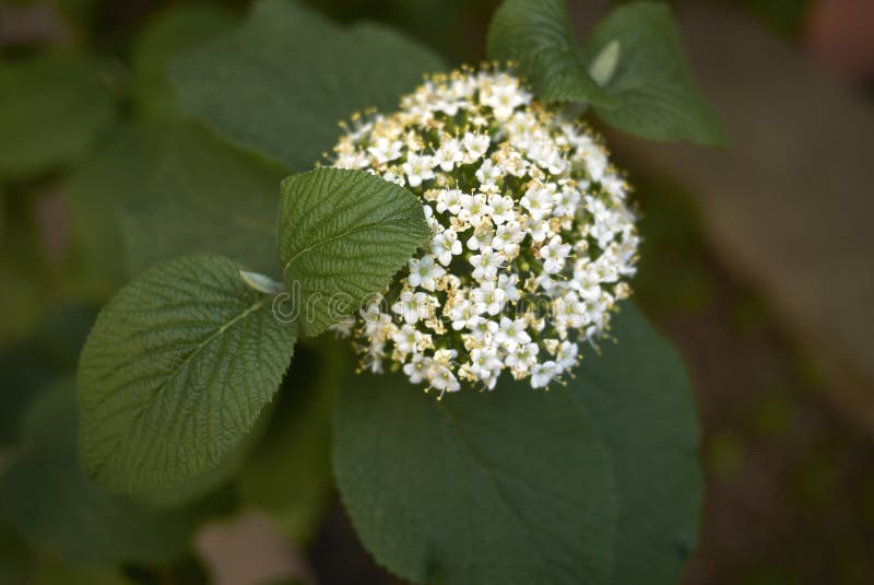 Fleurs blanches de lantana de Viburnum photos stock Fleurs blanches de lantana de Viburnum photos stock