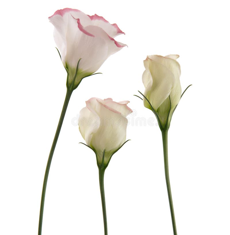 Fleurs Blanches De Lisianthus Image stock - Image du fermé, normal: 3501693