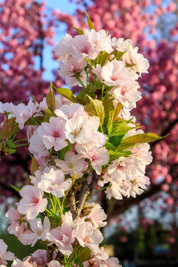  Fleurs  Blanches De Pomme Sur Un Fond D arbre Rose De 