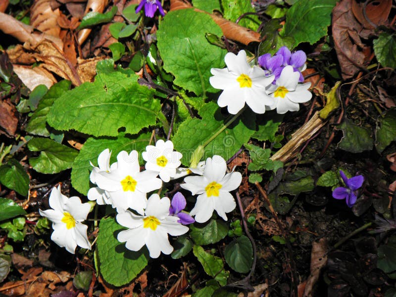 Fleurs Blanches De Primerose Sur Le Sol De La Forêt Photo stock - Image du  étage, soyez: 207588736