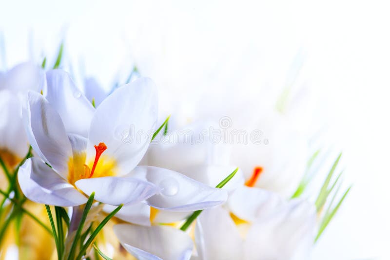 Fleurs blanches de safran de source sur le fond blanc