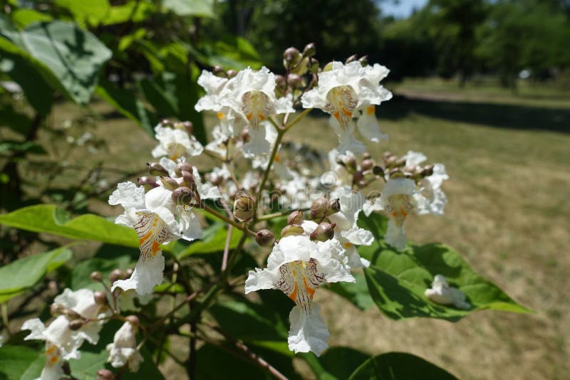 Fleurs Blanches En Forme De Trompette Photo stock - Image du haricot,  flore: 157584966