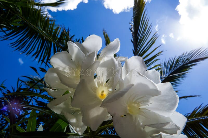 Petite Fleur Blanche D'une Plante Tropicale En Bahamas Image stock Image du lumineux, rose
