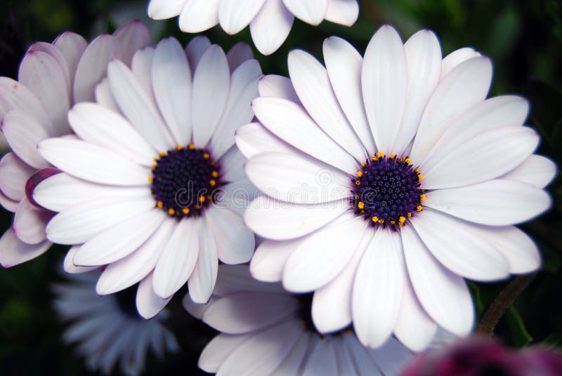 Fleurs blanches et violettes