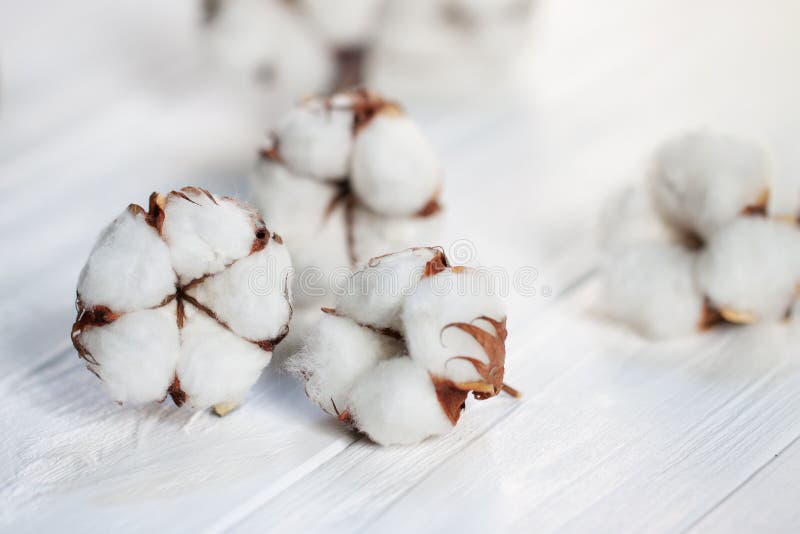 Délicates fleurs blanches de coton sur une planche de bois images libres de droits