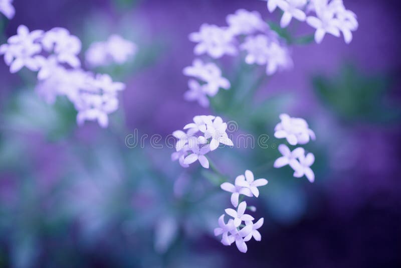 Délicates fleurs blanches sur fond violet photos stock