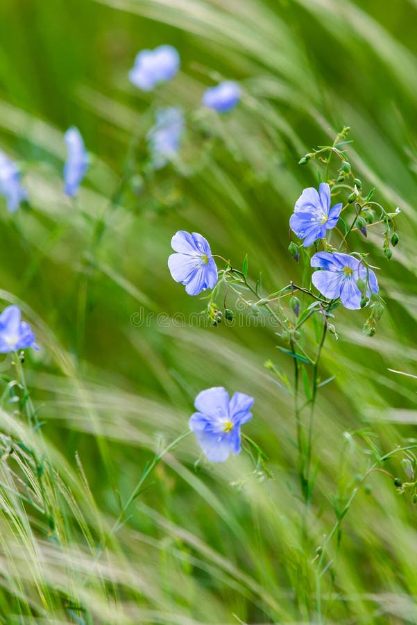 Fleurs bleues de lin dans un domaine sur le fond vert, en été, fin, profondeur de champ photographie stock libre de droits Fleurs bleues de lin dans un domaine sur le fond vert, en été, fin, profondeur de champ photographie stock libre de droits