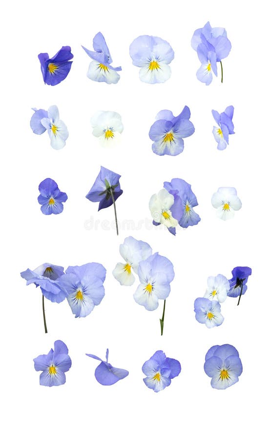 Fleurs bleues de pensée images stock Fleurs bleues de pensée images stock