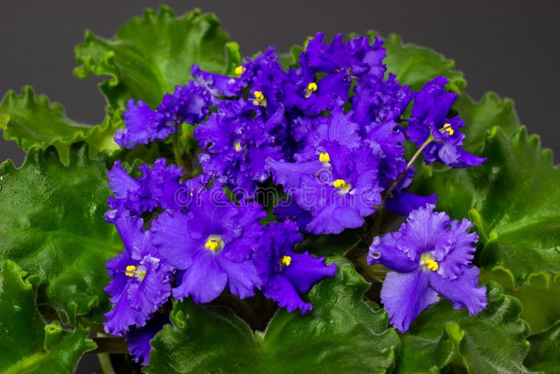 Fleurs bleues de Saintpaulia dans des pots de fleurs sur le fond foncé photo stock Fleurs bleues de Saintpaulia dans des pots de fleurs sur le fond foncé photo stock
