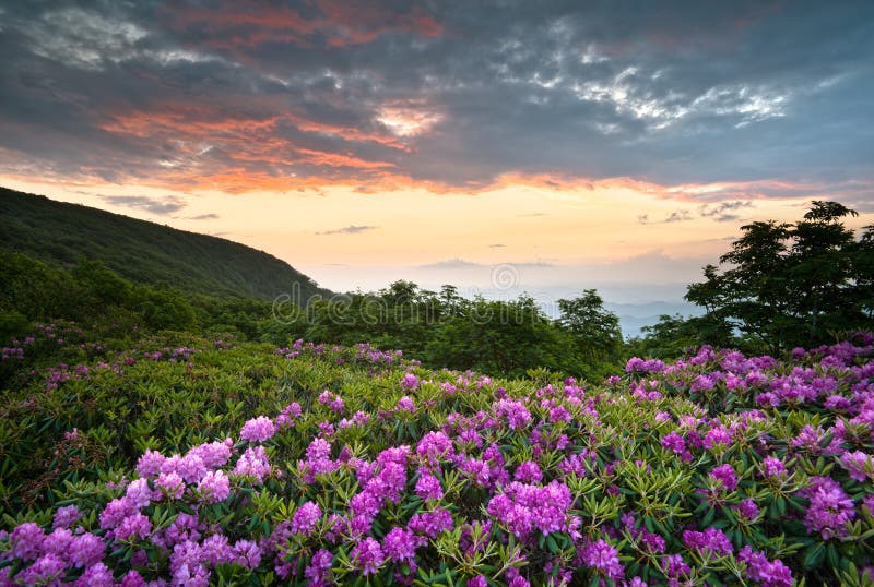 Fleurs bleues de source de coucher du soleil de montagnes de route express de Ridge photographie stock Fleurs bleues de source de coucher du soleil de montagnes de route express de Ridge photographie stock