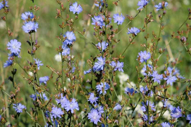 Fleurs bleues lumineuses d'intybus commun sauvage de Cichorium de chicorée dans le pré vert photo libre de droits Fleurs bleues lumineuses d'intybus commun sauvage de Cichorium de chicorée dans le pré vert photo libre de droits