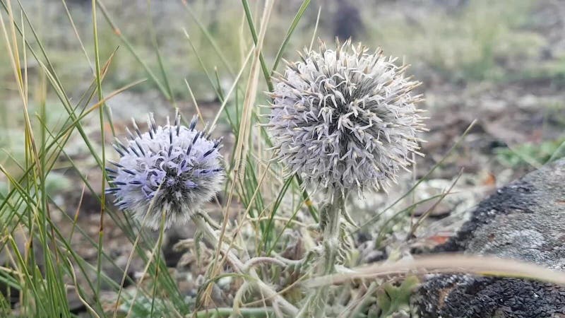 Fleurs bleues rondes Échinops adenocaulos dans la steppe Le vent remue les pétales de la plante