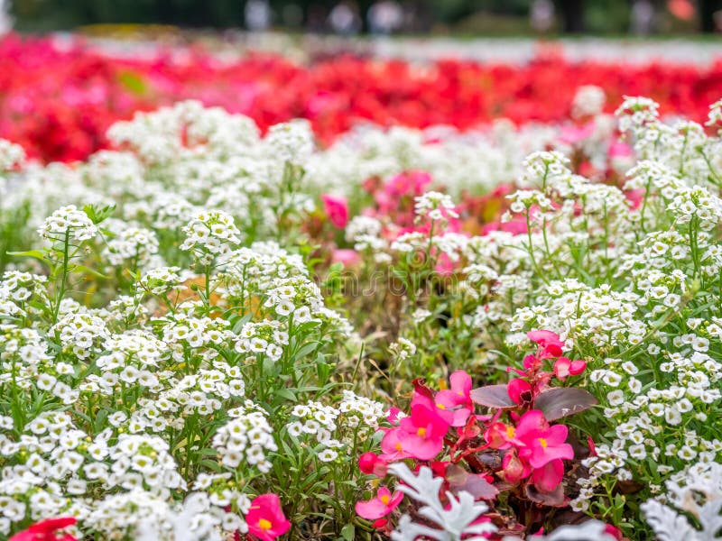 Fleurs color? es en stationnement photo stock
